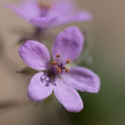 Macro Plants at Fox Run Park